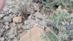 Delosperma multiflorum