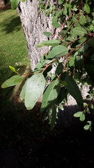 Eucalyptus cornuta