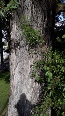 Eucalyptus cornuta