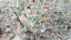 Delosperma multiflorum
