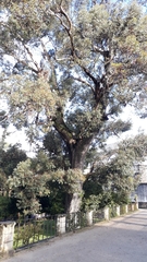 Eucalyptus cornuta