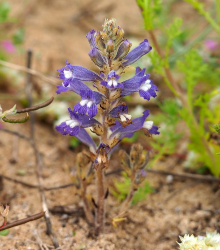 Representative image of Phelipanche mutelii