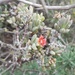 Delosperma acuminatum - Photo (c) Luc Strydom, algunos derechos reservados (CC BY-NC), uploaded by Luc Strydom