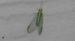 Chrysopodes collaris