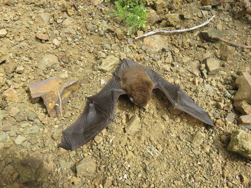 Pipistrelles
