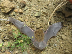 Pipistrellus maderensis