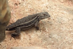 Sceloporus virgatus