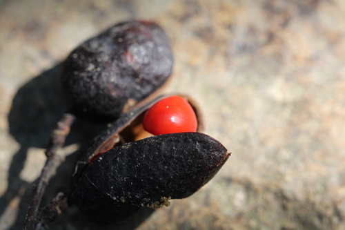Ormosia semicastrata