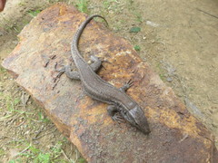 Gallotia caesaris gomerae