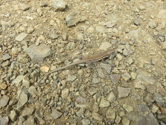Gallotia caesaris gomerae