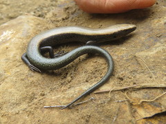 Chalcides coeruleopunctatus