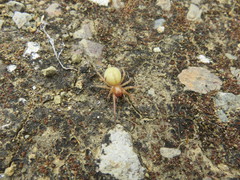 Cheiracanthium canariense