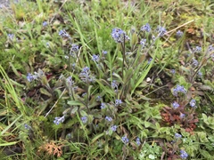 Myosotis ramosissima