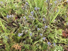 Myosotis ramosissima
