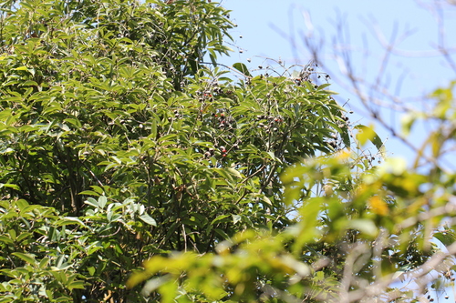 Image of Ormosia semicastrata by no rights reserved