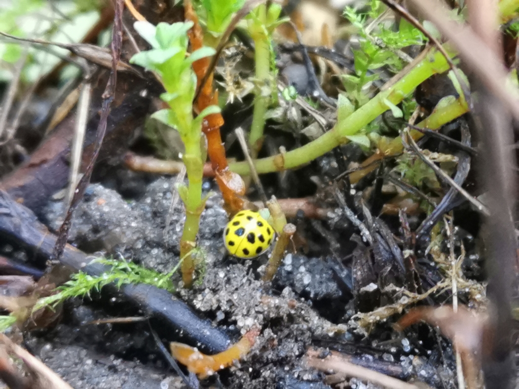 22-spot-ladybird-from-14195-berlin-bezirk-steglitz-zehlendorf