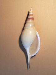 Tenuitibia martinii