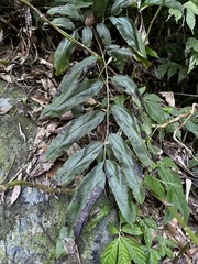 Coniogramme fraxinea, photograph (c) 黃美滿, some rights reserved (CC BY)