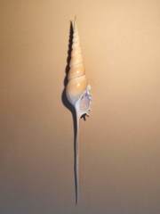 Tibia fusus