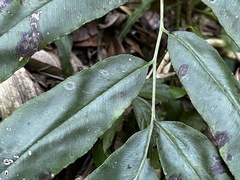 Coniogramme fraxinea, photograph (c) 黃美滿, some rights reserved (CC BY)