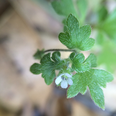 Nemophila parviflora