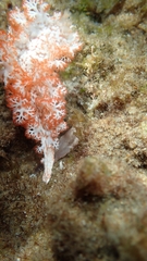 Tritoniopsis elegans