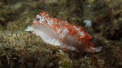 Tritoniopsis elegans