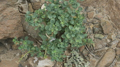 Cleome austroarabica