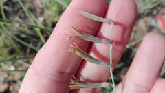 Dipcadi brevifolium