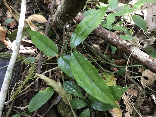 Gnetum leyboldii observed 2023-12-05