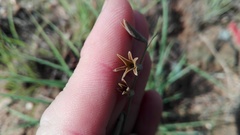 Dipcadi brevifolium