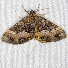 Chrysolarentia lucidulata