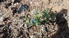 Dipcadi brevifolium