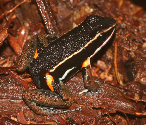 Brilliant-thighed Poison Frog, Allobates femoralis