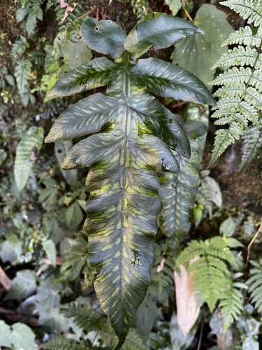 Deparia formosana iNat (2)