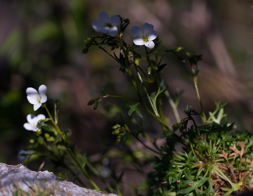 Saxifraga fragilis, photograph 5