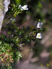 Saxifraga fragilis, photograph (c) Thierry Arbault, some rights reserved (CC BY)