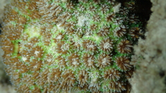 Galaxea fascicularis