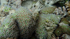 Galaxea fascicularis