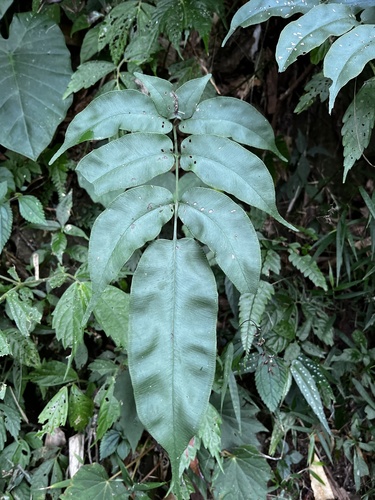 Coniogramme fraxinea, photograph 3
