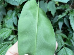 Coniogramme fraxinea, photograph (c) 黃美滿, some rights reserved (CC BY)