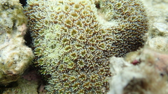 Galaxea fascicularis