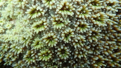 Galaxea fascicularis