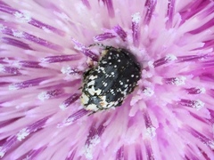 Oxythyrea noemi