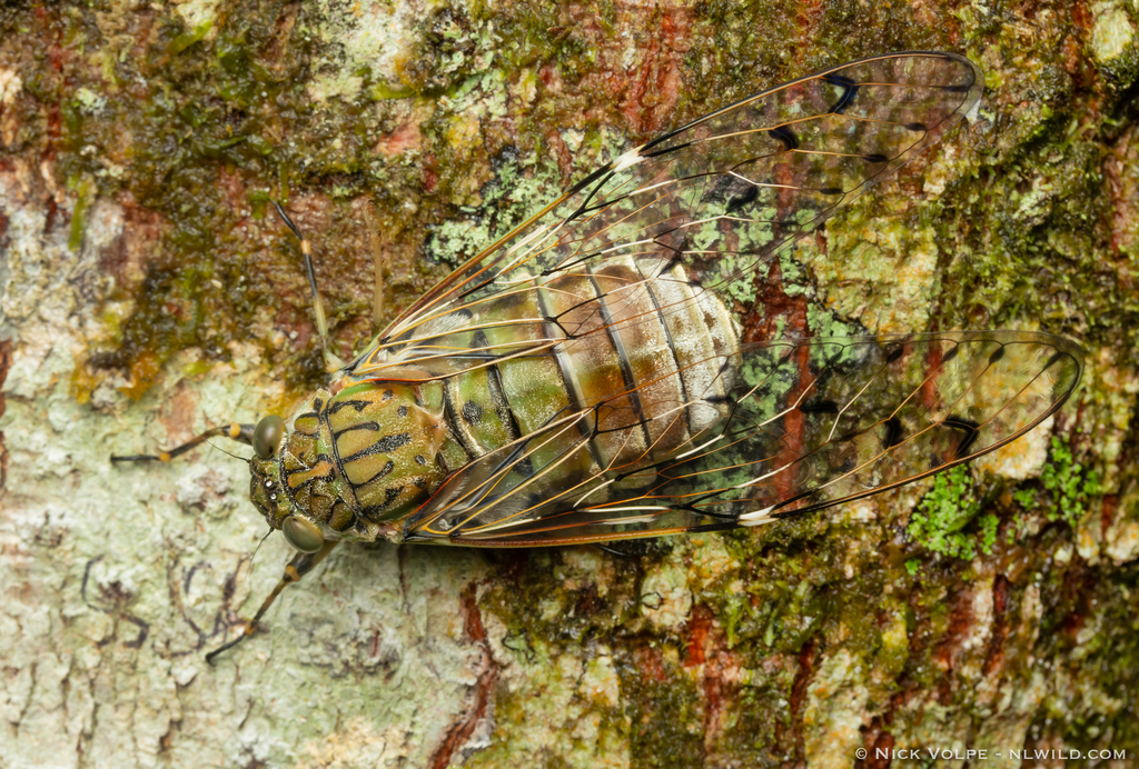 Maua affinis