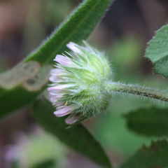 Trifolium microcephalum
