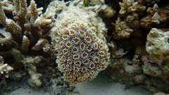 Galaxea fascicularis