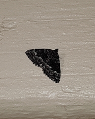 Chrysolarentia