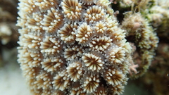 Galaxea fascicularis