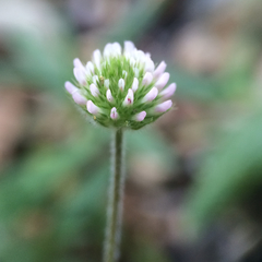 Trifolium microcephalum